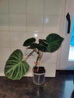 Philodendron Verrucosum TE KOOP, Ophalen