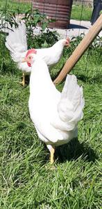Kippen witte leghorn jonge hennen beschikbaar, Vrouwelijk, Kip