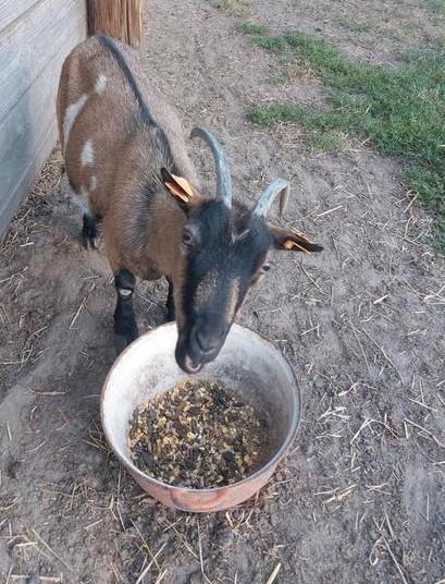 Dwerggeit mieke, Dieren en Toebehoren, Schapen, Geiten en Varkens, Vrouwelijk