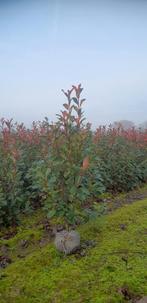 Photinia fraserii 'Red Robin', Jardin & Terrasse, Plantes | Arbustes & Haies, Enlèvement
