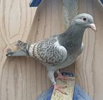 Kleurpostduif, Dieren en Toebehoren, Vogels | Duiven