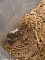 3 kleurmuizen vrouwtjes, Dieren en Toebehoren, Mei, Vrouwelijk, Muis