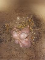 Bruinoor arassari pteroglossus castanotis, Dieren en Toebehoren, Vogels | Parkieten en Papegaaien, Geringd