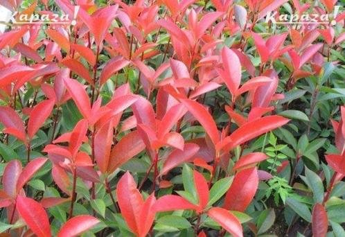 Photinia fraseri Red Robin, Tuin en Terras, Planten | Struiken en Hagen, Struik, Ophalen of Verzenden