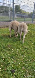 Ooi lam 3,5 maand , 4 stuks, bieden per stuk, Dieren en Toebehoren, Schapen, Geiten en Varkens