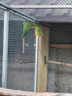 Koppel aratinga, Dieren en Toebehoren, Vogels | Parkieten en Papegaaien