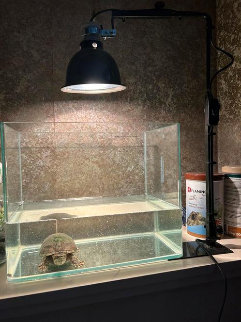 Muskusschildpad + toebehoren, Dieren en Toebehoren, Reptielen en Amfibieën | Toebehoren, Zo goed als nieuw, Overige typen, Ophalen