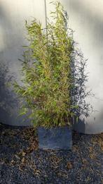 bambou fargesia rufa, Tuin en Terras, Planten | Struiken en Hagen, Ophalen, Bamboe, Haag