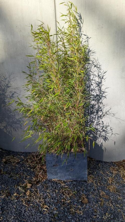 bambou fargesia rufa, Tuin en Terras, Planten | Struiken en Hagen, Haag, Bamboe, Ophalen