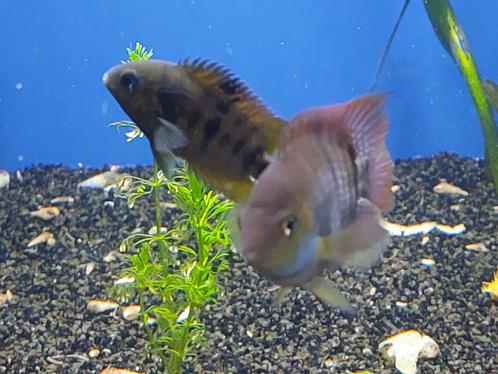 Jong koppel Amatitlania/Cryptoheros sajica met kroost, Dieren en Toebehoren, Vissen | Aquariumvissen, Zoetwatervis, Vis