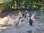 Indische loopeenden, Dieren en Toebehoren, Pluimvee