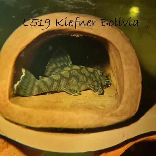 Speciale ancistrus meerval : L519 'grote honingraat', Dieren en Toebehoren, Vissen | Aquariumvissen, Zoetwatervis, Vis