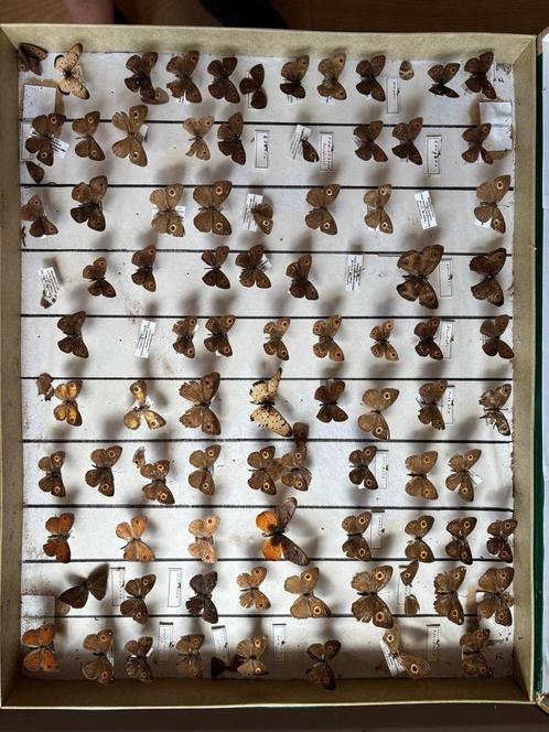 Unieke antieke vlindercollectie - 2 originele vlinderkasten, Verzamelen, Overige Verzamelen, Gebruikt, Ophalen