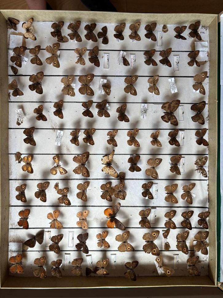 Collection unique de papillons anciens originaux, Collections, Collections Autre, Utilisé, Enlèvement