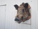Wild zwijn, Dieren en Toebehoren
