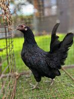 Serama kippen, Dieren en Toebehoren, Meerdere dieren, Kip