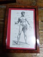 Cabinet de curiosité, jolie cadre homme vu de face, Antiquités & Art, Envoi