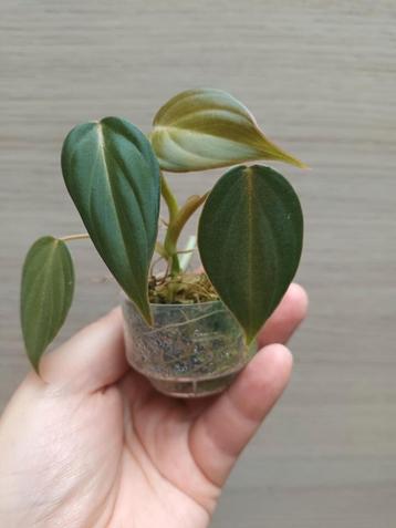 Philodendron glorious  beschikbaar voor biedingen