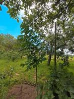 Notenbomen van3m en meer. 25euro, Ophalen