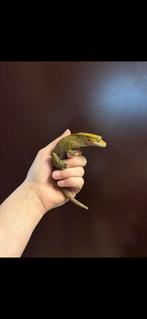 3 wimpergekkos en toebehorenen, Dieren en Toebehoren, Tam