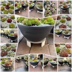 grote schalen met Sempervivum, Ophalen