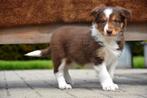 Prachtig bruin tricolor Border Collie pupje, CDV (hondenziekte), Meerdere, 8 tot 15 weken, België