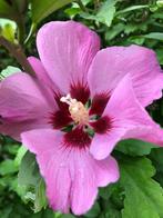 Hibiscus, Tuin en Terras, Planten | Tuinplanten, Ophalen