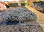 Lavendelstruiken - gratis, Tuin en Terras, Planten | Tuinplanten, Ophalen, Vaste plant