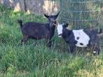 bokje, Dieren en Toebehoren, Schapen, Geiten en Varkens, Mannelijk, Geit, 0 tot 2 jaar