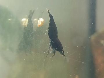 Black sakura garnalen neocaridina beschikbaar voor biedingen