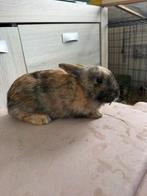 Dwergkonijntje voedster, Femelle, Nain, 0 à 2 ans