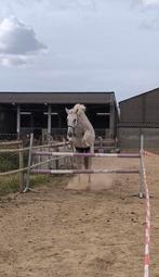 Ideaal familie paard!! Eventueel met spullen, Dieren en Toebehoren, Paarden, Merrie, Springpaard, Gechipt, L