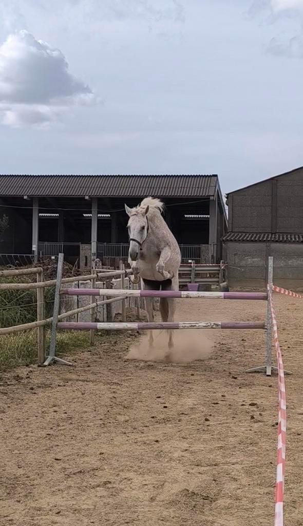 **SPOED**Ideaal familie paard!! Eventueel met spullen, Dieren en Toebehoren, Paarden, Merrie, L, 11 jaar of ouder, Springpaard