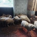 ramlammeren, Dieren en Toebehoren, Schapen, Geiten en Varkens