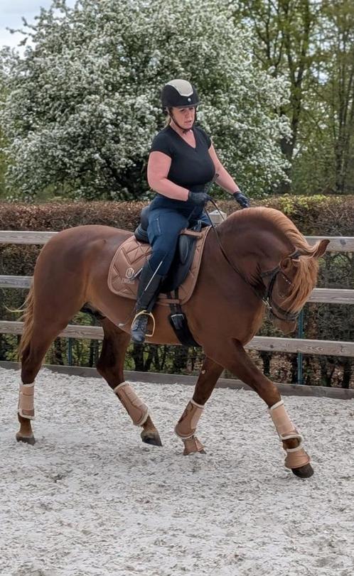 Pre, hengst, Andalusiër 3j, 166m, Dieren en Toebehoren, Paarden, Hengst
