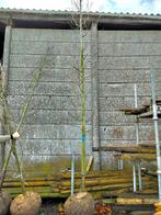 Amelanchier aln. 'obelisk'. Krentenboom. Draadkluit 14/16, Tuin en Terras, Ophalen of Verzenden, Bolboom, 400 cm of meer