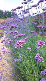 Verbena bonariensis, Tuin en Terras, Ophalen