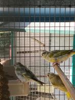 agaat en ivoorbruine sijsjes, Meerdere dieren