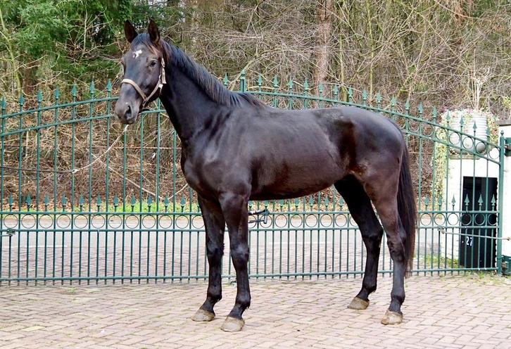 Knap 3,5 jr springpaadd ruin, Dieren en Toebehoren, Paarden, Ruin, Onbeleerd, 170 tot 175 cm, 3 tot 6 jaar, Springpaard, Met stamboom