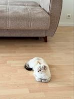 Lieve katinx wit-Grijs, Dieren en Toebehoren, Poes, Gechipt, 0 tot 2 jaar