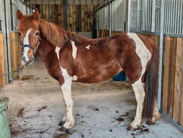Jolie ponette, Vermifugé, Poney C (1.27 m à 1.37m), Poney de récréation, Ne s'applique pas