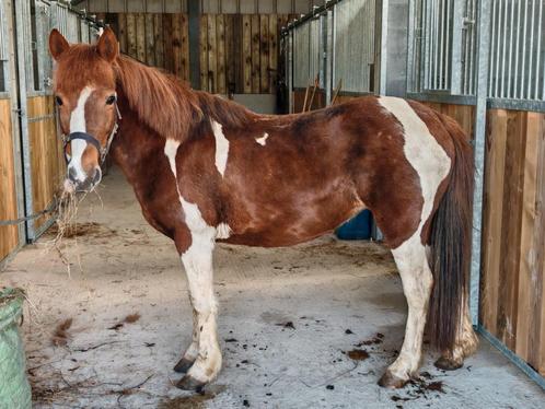 Mooie pony, Dieren en Toebehoren, Pony's, Merrie, Niet van toepassing, C pony (1.27m tot 1.37m), Recreatiepony, 7 tot 10 jaar