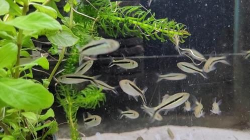 Hobbyaquarium Tilburg Vissen/garnalen/planten overzicht, Dieren en Toebehoren, Vissen | Aquariumvissen, Zoetwatervis, Vis, Schoolvis