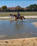 Springpaard, Jument, Cheval de saut