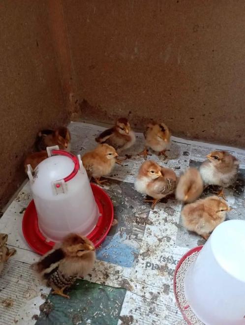 kuikens leg/ras kippen, Dieren en Toebehoren, Pluimvee, Kip, Geslacht onbekend