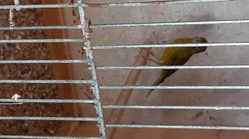 Raza espagnola beschikbaar voor biedingen