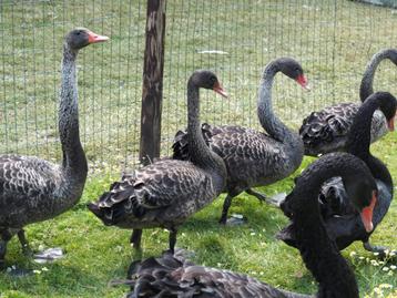 Zwanen  beschikbaar voor biedingen