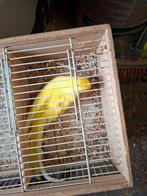 Halsband geel, Dieren en Toebehoren, Vogels | Parkieten en Papegaaien