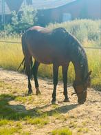 PRE merrie met veulen te koop. LAGE PRIJS, Dieren en Toebehoren, Paarden, Merrie, Gechipt, Zadelmak, 11 jaar of ouder