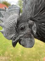 Ayam cemani haan, Dieren en Toebehoren, Pluimvee, Mannelijk, Kip